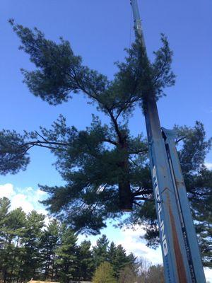 Tree removal.   Stump grinding                Clean up