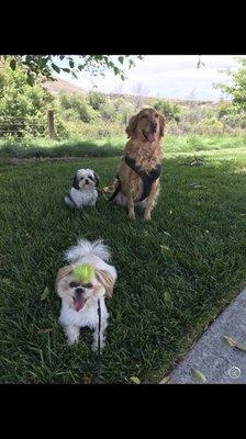 This cute trio on their paw walk adventure.