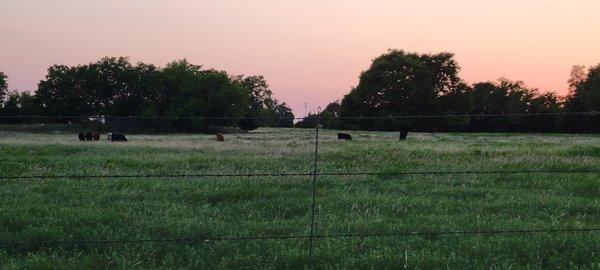 Beautiful summer sunset over the cows.