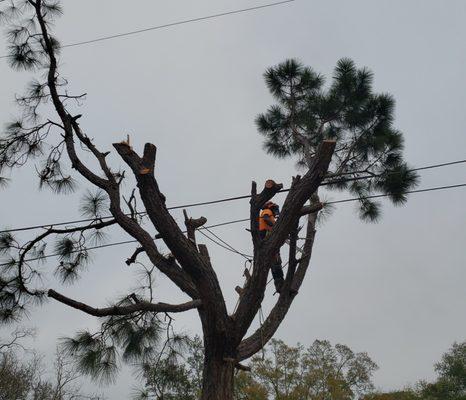 Get It Done Tree Service