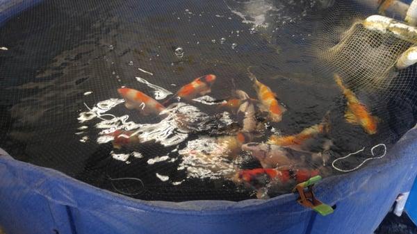 Seriously, you will see this awesome tub of Koi fish when you wander into the garage of this smog check facility ...