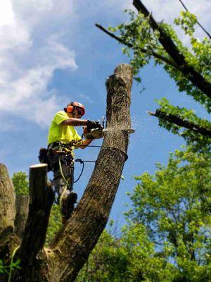 Jackson's Tree Care