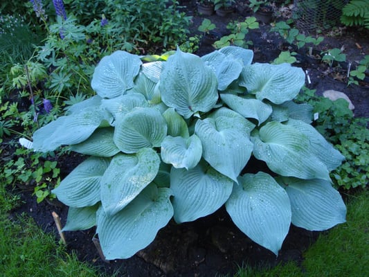 View our mature hostas in a natural setting.