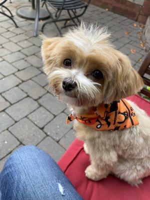 How cute is my Maltipoo!! Perfectly groomed!