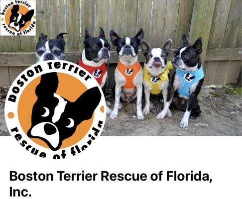 Boston Terrier Rescue of Florida, Inc. helps so many dogs in need!