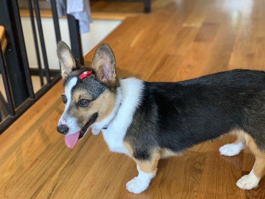 Maisie after her grooming session. She was bathed, her teeth were cleaned, and nails were clipped!