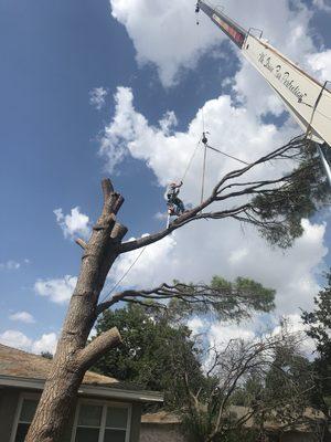 Safely going out on a limb ( pun intended) in pine tree removal @ Tree Loving Care.