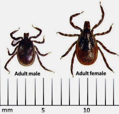 Ticks