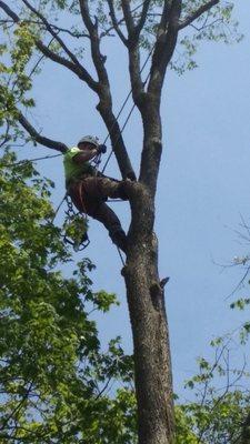 Dependable Tree Service, Inc