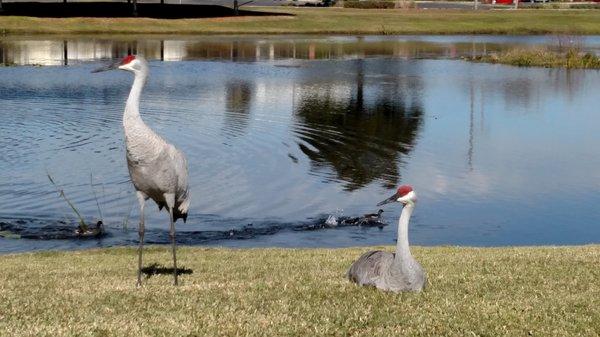 Sandhill Cranes and Moor Hen chicks at the Seminole Library pond.