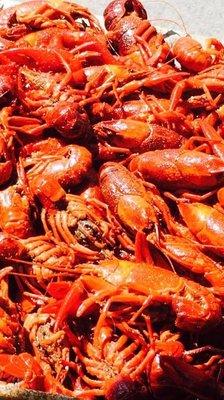 Crawfish