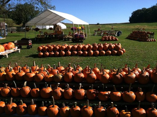 Pumpkins of all sizes and colors, plus mums, gourds, bales, etc.