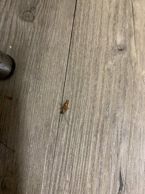 Cockroaches all over the entire room.