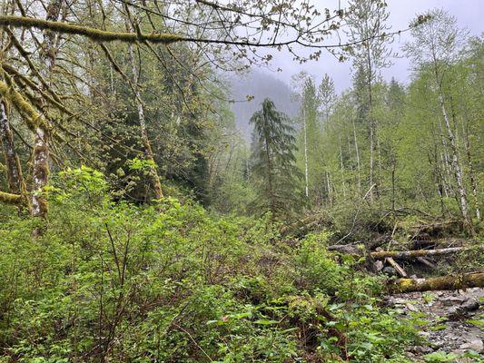 Foggy Cascade morning