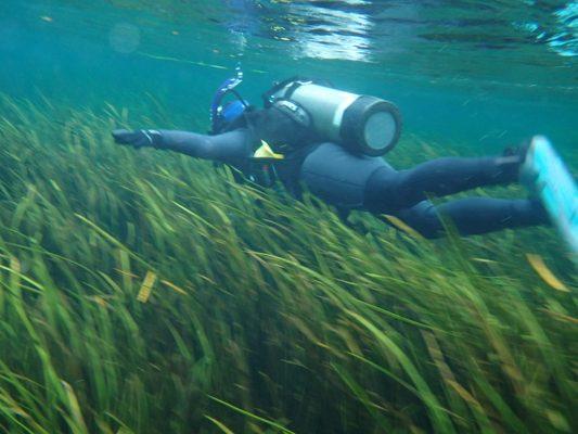 Divers At Sea