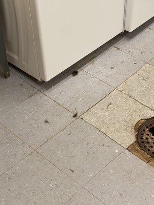 More filthy floors and rusted drain cover in the laundry room.