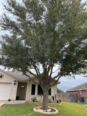 tree trimming