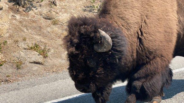 Bison walking on the road right next to our car