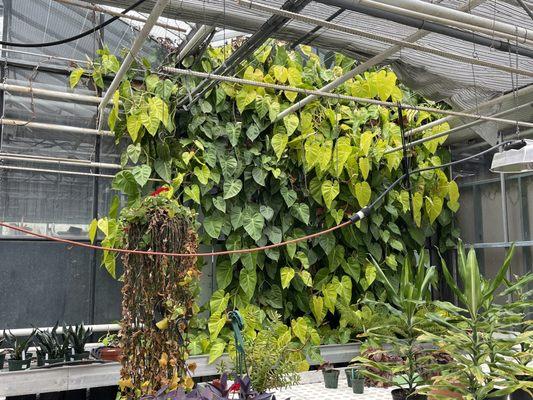 Most beautiful philodendron wall