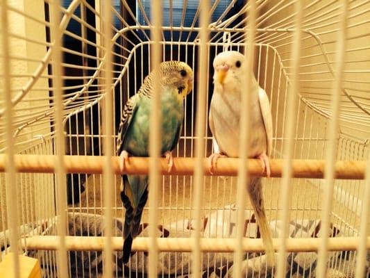 2 parakeets I got from bell bird farm for 9.99 each!