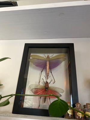 Insects framed