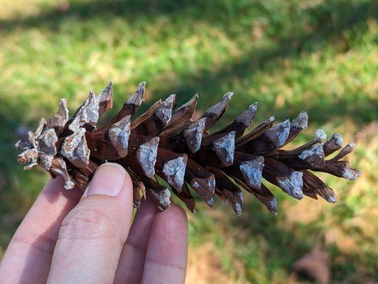 Pinecone