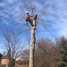 Limb Walker's Tree Service and Landscaping