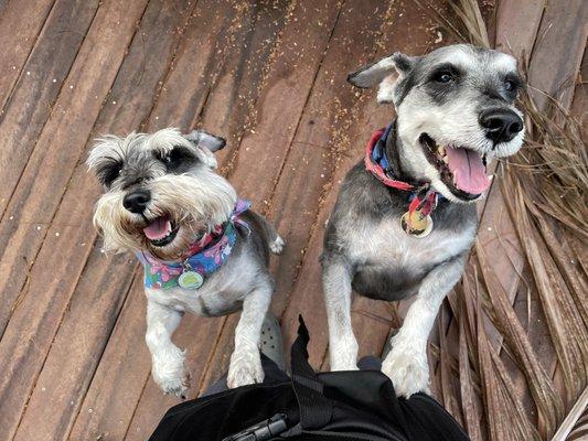 home visit for Roxy & Ringo! 
Every home visit comes we detailed updates on how your pets are doing while you're away!