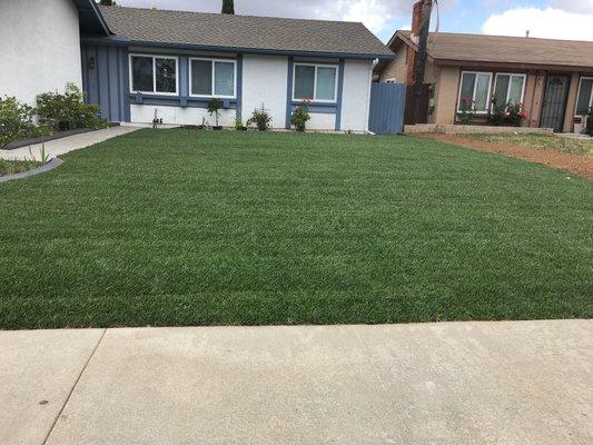 Installation of sod