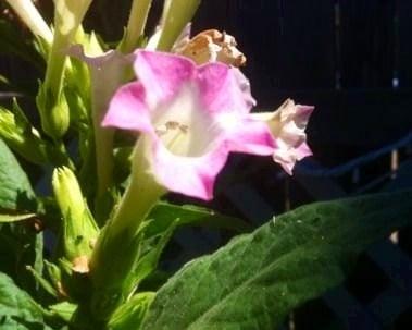 Tobacco flower