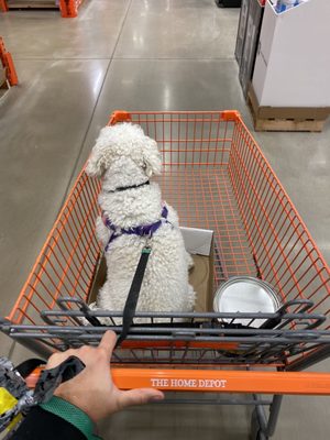 Good boy cruzin' Home Depot.