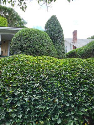 Hedges and ivy trimming.