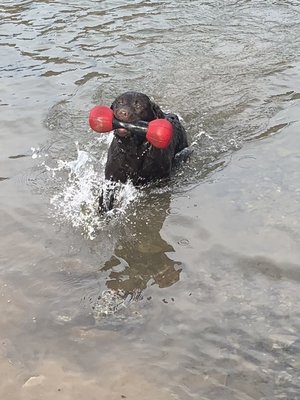 We live close to the river where the dogs love to play