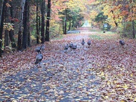 Turkeys on the trail