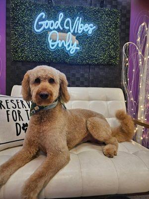 Best experience ever!! Highly recommend Posh Pawz for your grooming needs.