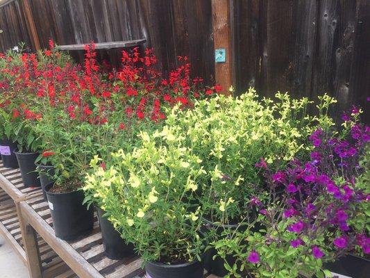 These colorful potted plants make for good borders. So cheery!