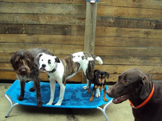 Doggie Day Care at Powderly Meadows