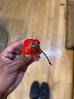 Hot pepper