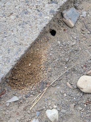 Cicada killer wasps burrow