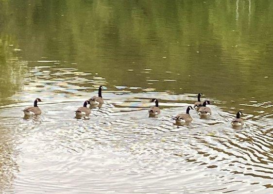 Ducks on the lake