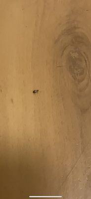 Bug in my room!