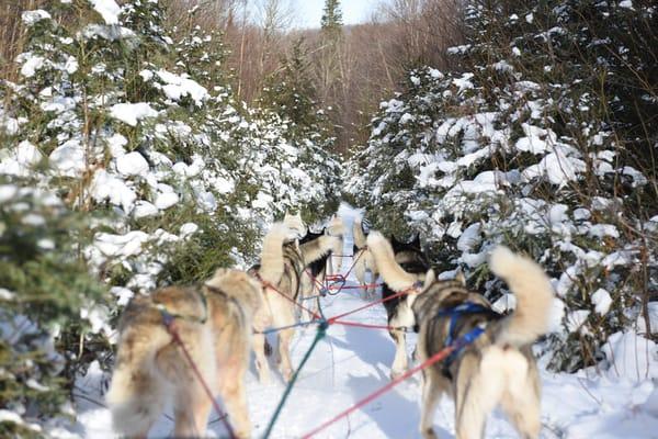 On the trail with Peace Pups