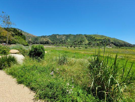 Huge meadow at Birdsong Ranch.