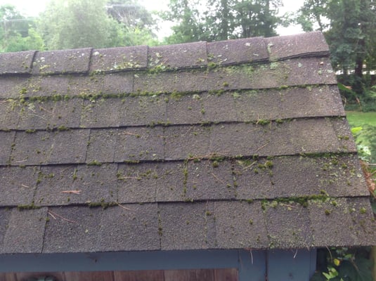 Heavy moss on roof