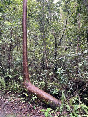 Gumbo Limbo tree.