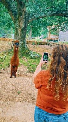 alpaca