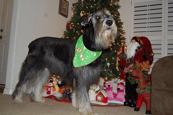 Max all happy with his beautiful groomed self, from Pet Stylers!