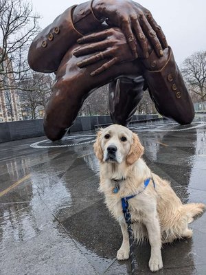 Rain or shine, we walk! 
 
 Post walks, we wipe paws and dry off wet bellies