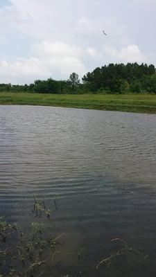 We found many turtles and tadpoles in the pond