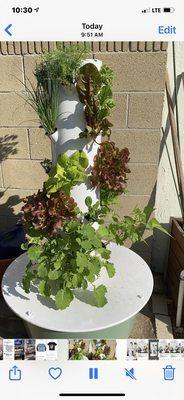 OC microfarm seedlings now in full swing! Harvesting lots of lettuce and herbs off my tower on the daily!